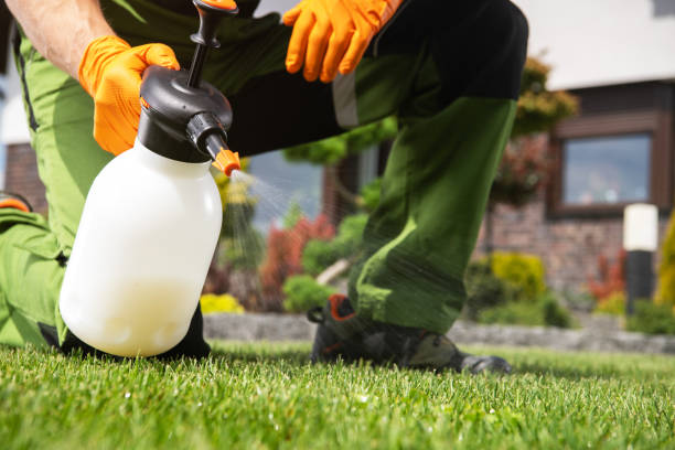 Best Wasp Removal Services  in Alsip, IL