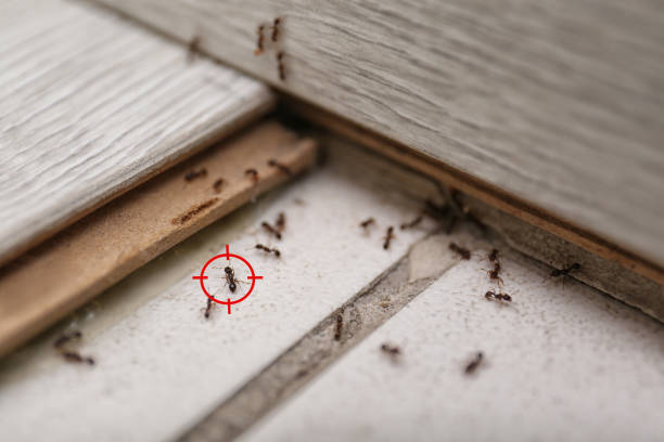 Best Affordable Pest Control Services  in Alsip, IL