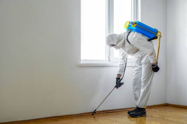 Best Termite Control Services  in Alsip, IL