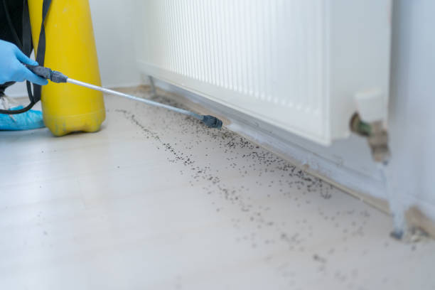 Best Wasp Removal Services  in Alsip, IL